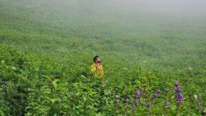 Valley of Flowers Trek